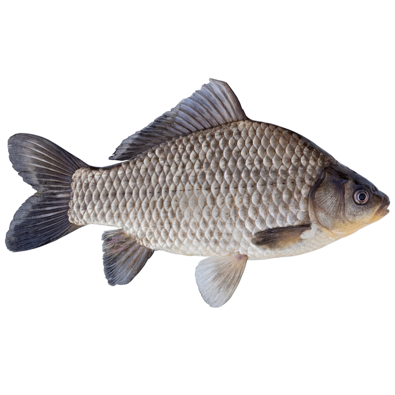 Fresh Whole Caras Fish | Crucian Carp 1kg - London Grocery