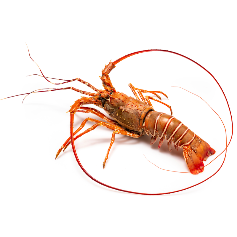 Fresh Whole Spiny Lobster Crawfish | 800-1000gr - London Grocery
