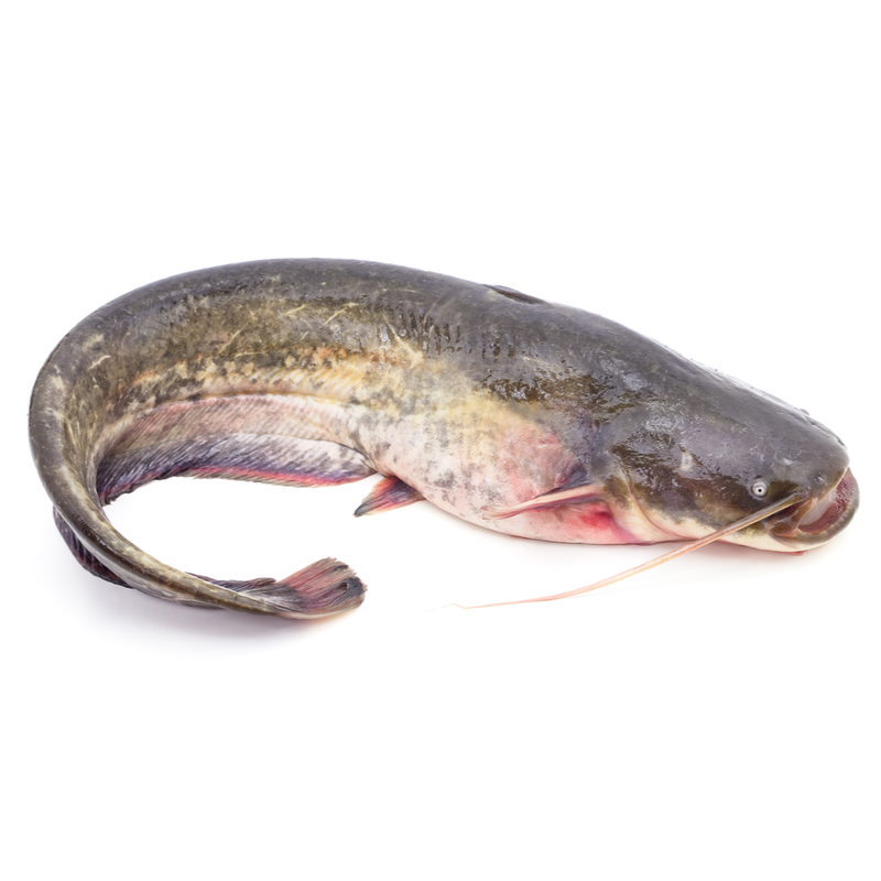 Freshly Frozen Whole Large Catfish | 1 Unit - London Grocery