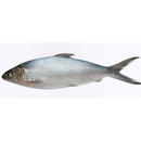 Freshly Frozen Whole Milkfish Bangus | 1 Unit - London Grocery