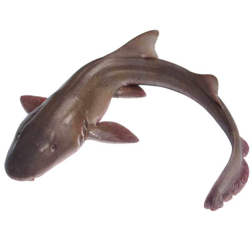 Fresh Shark Fish | 3-5kg - London Grocery