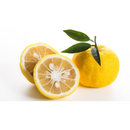 Yuzu 1.2kg | Japanese Citrus Fruit | Citrus Junos | 柚子 - London Grocery